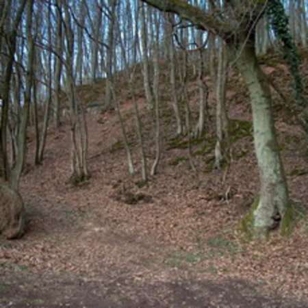 Röhrbrünnchen-3