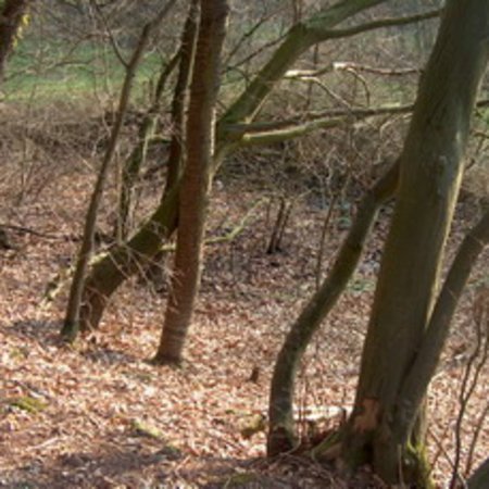 Röhrbrünnchen-15
