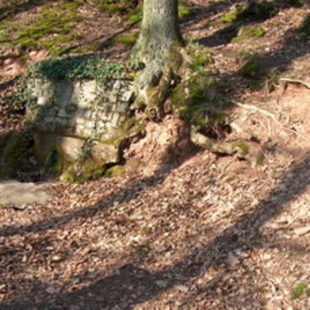 Röhrbrünnchen-22
