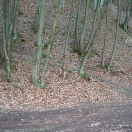 Röhrbrünnchen-1
