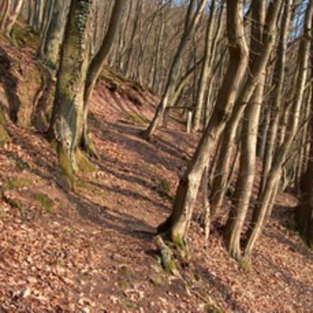 Röhrbrünnchen-14