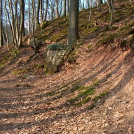 Röhrbrünnchen-8