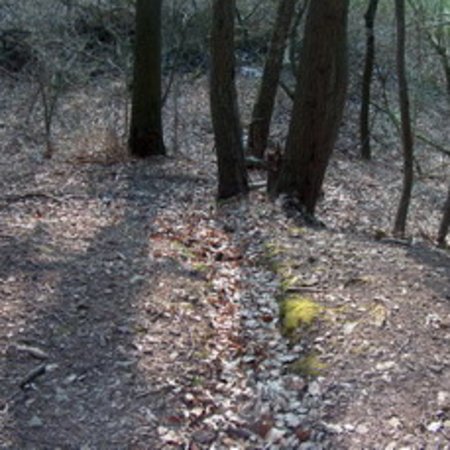 Röhrbrünnchen-11