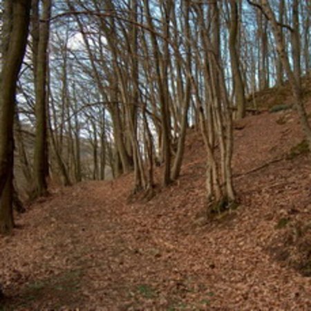 Röhrbrünnchen-4