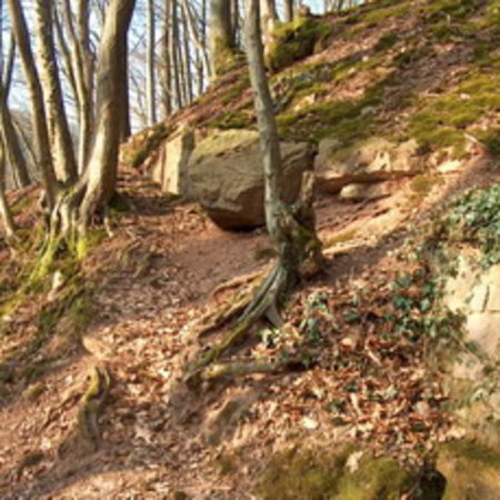 Röhrbrünnchen-12