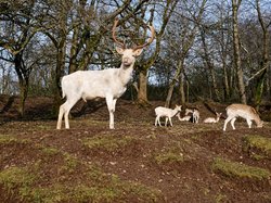 Wildpark Freisen