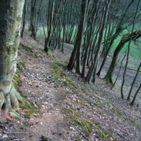 Röhrbrünnchen-7