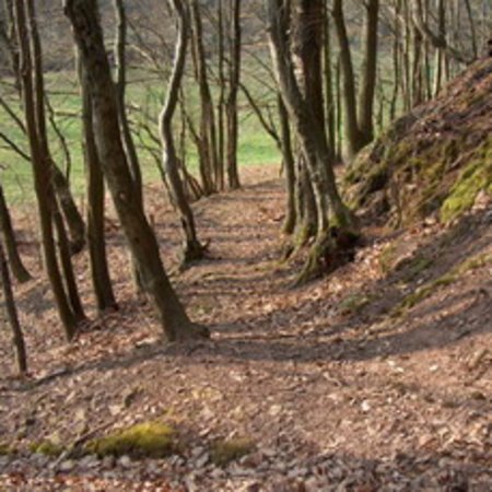 Röhrbrünnchen-10