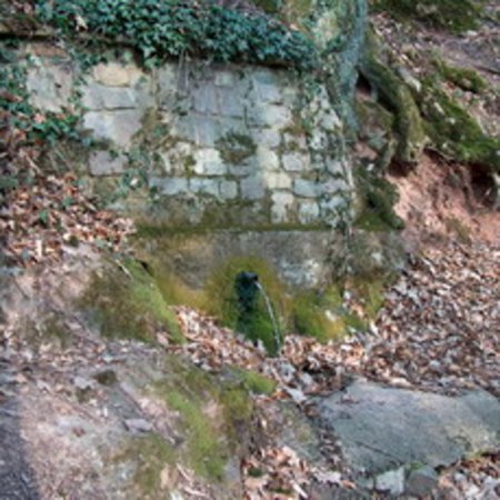 Röhrbrünnchen