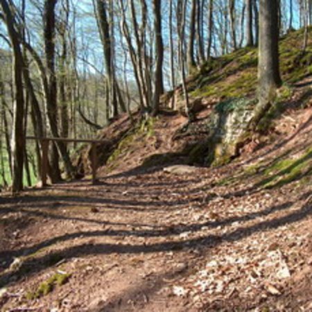 Röhrbrünnchen-16