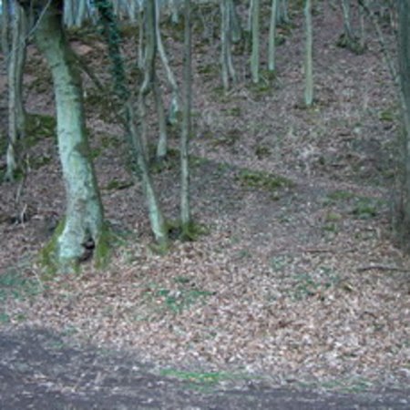Röhrbrünnchen-2