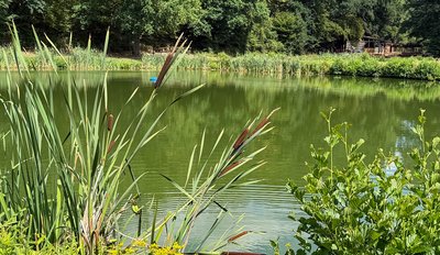Angelweiher Nanzdietschweiler